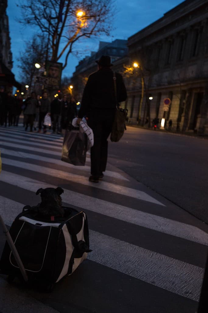 Chien parisien