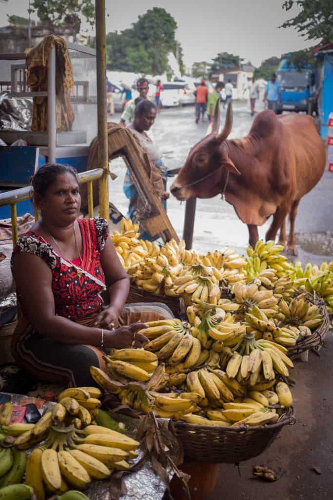 vache sacré