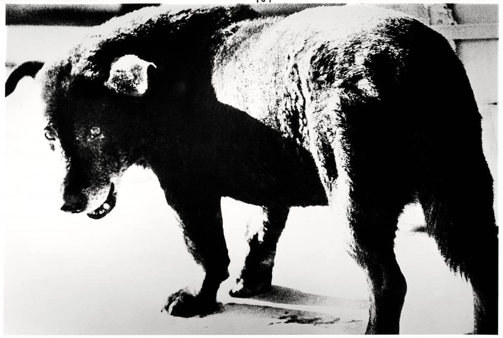 Daido Moriyama Dog