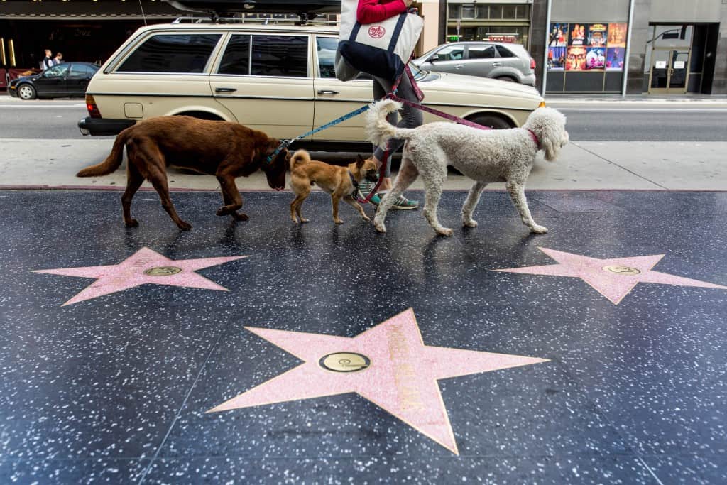 Hollywood Boulevard