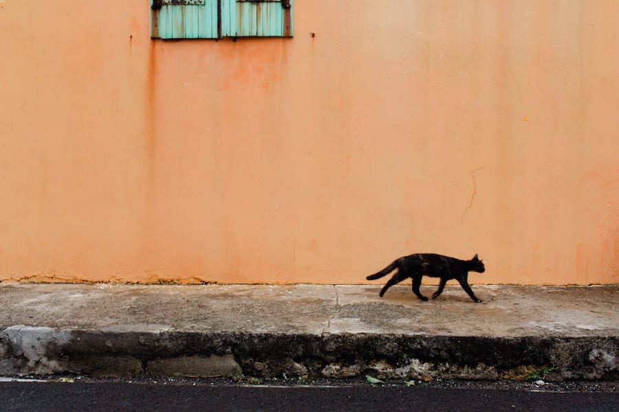 Un chat passe devant une maison