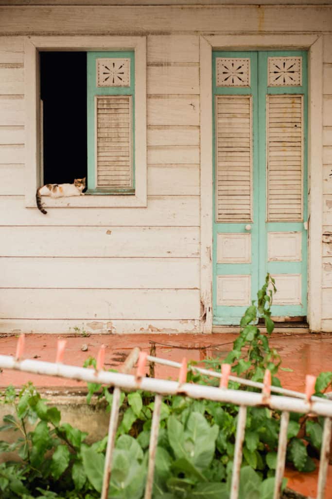 Un chat pose sur une maison abandonnée