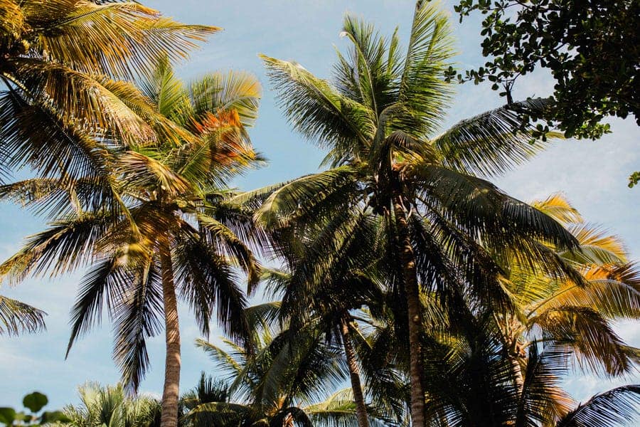 Les palmiers et le ciel bleu