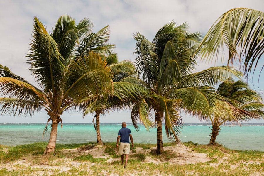 Palmier et vue magnifique guadeloupe